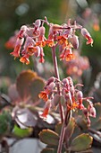 Brutblatt (Kalanchoe laetivirens), Teneriffa, Kanarische Inseln, Spanien