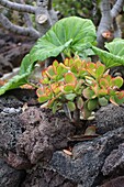 Dickblatt (Crassula ovata) auf Teneriffa, Kanarische Inseln, Spanien