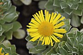  Asteriscus sericeus, Tenerife, Canary Islands, Spain 