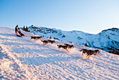 La Grande Odyssee, international sled dog race, near Avoriaz, Haute-Savoie department,Rhone-Alpes region,France,Europe