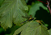 Kleine Zangenlibelle (Onychogomphus forcipatus), Familie Flussjungfern (Gomphidae) am Wallerseeufer, Salzburg, Österreich
