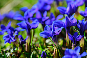  Spring gentian, Gentiana verna, Hundsalmjoch, Rofan, Tyrol, Austria 