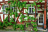  Vine-covered half-timbered house, Braubach, Rheinsteig Trail, Rhenish Slate Mountains, UNESCO World Heritage Upper Middle Rhine Valley, Rhineland-Palatinate, Germany 