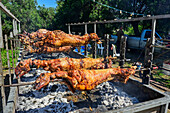  Lambs are grilled at a village festival, Krini, Corfu Trail, Corfu, Ionian Islands, Greece 