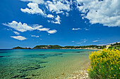  Yellow flowering broom on Agios Georgios beach, Corfu Trail, Corfu, Ionian Islands, Greece 