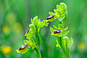  Light green flowers of the Bumblebee Orchid, Ophrys holoserica, Corfu Trail, Corfu, Ionian Islands, Greece 