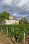 Wine growing estate Chateau Gazin,Pomerol,Gironde department,Aquitaine region,south-western France,Europe