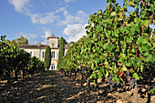 Wine growing estate Chateau Gazin,Pomerol,Gironde department,Aquitaine region,south-western France,Europe