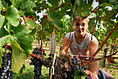 Grape harvest in the vineyard of Pomerol,Gironde department,Aquitaine region,south-western France,Europe