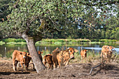 Cattle by a pond, Brenne Regional Natural Park, Indre department, Historic province of  Berry, Centre-Val de Loire region, France