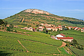 Pouilly-Fuisse Weinberge am Fuße des Felsens von Vergisson, Saone et Loire-Departement, Burgund, Frankreich, Europa