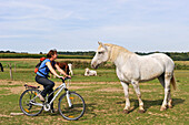 Frau beim Radfahren mit Percheron-Pferden auf einer Wiese, Bauernhof von Absoudiere, Corbon, Provinz Perche, Departement Orne, Region Basse-Normandie, Frankreich, Westeuropa