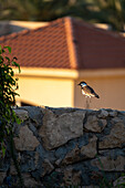 Spur-winged Lapwing stands on a brick wall, Matrouh, Egypt