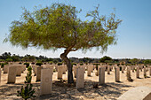 World War II Commonwealth War Graves under a tree, Alamein, Egypt