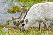 Rentier beim Grasen, Spitzbergen, Svalbard, Norwegen