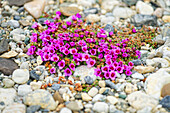 Der Gegenblättrige Steinbrech in der Blüte, Spitzbergen, Svalbard, Norwegen