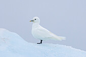 Elfenbeinmoewe, Pagophila eburnea, adulter Vogel sitzt auf dem Eis, Svalbard, Norwegen