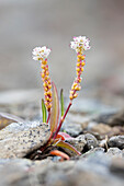  Common knotweed, Bistorta vivipara, Polygonum viviparum, flowering, Svalbard, Norway 