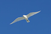 Elfenbeinmöwe, Pagophila eburnea, adulter Vogel im Flug, Svalbard, Norwegen
