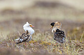  Martial runner, Philomachus pugnax, courting males in magnificent plumage, Lapland, Sweden 