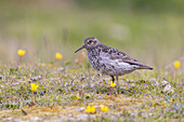 Meerstrandläufer, Calidris maritima, adulter Vogel im Prachtkleid, Sommer, Spitzbergen, Norwegen