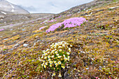 Polstersteinbrech, Saxifraga cespitosa, und Stengelloses Leimkraut, Silene acaulis, blühend, Spitzbergen, Norwegen