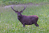  Red deer, Cervus elaphus, in a wild meadow, Schleswig-Holstein, Germany 