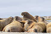  Walrus, Odobenus rosmarus, adult bulls resting on the beach, Svalbard, Norway 