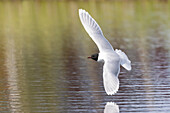 Zwergmöwe, Larus minutus, fliegender Vogel im Prachtkleid, Jämtland, Schweden