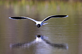 Zwergmöwe, Larus minutus, adulter Vogel im Prachtkleid faengt Insekten vom Wasser, Jämtland, Schweden