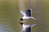 Zwergmöwe, Larus minutus, adulter Vogel im Prachtkleid faengt Insekten vom Wasser, Jämtland, Schweden