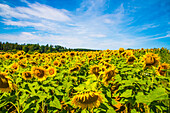  Sunflower field in bloom, in Bavaria, Germany 
