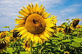 Sonnenblumenfeld in der Blüte, mit Insekten, Bayern, Deutschland