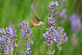 Taubenschwänzchen trinkt an Lavendelblüten, Bayern, Deutschland