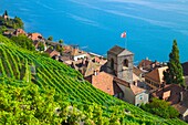 Switzerland, Vaud, Lavaux, St-Saphorin, vineyards, 