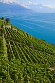 Switzerland, Vaud, Terrasses de Lavaux, vineyards, Lake Geneva