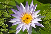  Schweiz, Waadt, Lausanne, Botanischer Garten, Nymphea Star of Siam, Blume.  