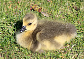 Canada goose, gooseling, branta canadensis, 