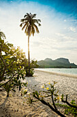  White sand beach and coconut palms, sunset, Pearl Beach, Koh Mook, Krabi Province, Trang, Southern Thailand, Andaman Sea, Thailand 