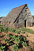 Cuba, Vinales Valley, Valle de Vinales, tobacco farm, tobacco drying barn, bohio, 