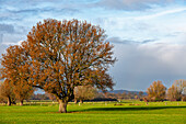  Autumn, Lower Rhine, trees, clouds, sun 
