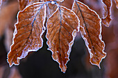  autumn, beech, beech leaves, frost 