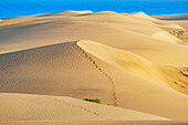 Sand dunes, Maspalomas, Playa del Ingles, Gran Canaria, Canary Islands, Spain