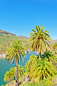 Palm trees, Presa de la Sorrueda, Gran Canaria, Canary Islands, Spain