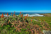  Flowering aloe vera and banana trees with the coast in the background, Wild Coast Trail, Wild Coast, Eastern Cape, South Africa 