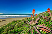  Flowering aloe vera with the coast in the background, Wild Coast Trail, Wild Coast, Eastern Cape, South Africa 