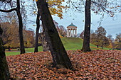  Autumn day at the Monopteros, English Garden, Munich, Upper Bavaria, Bavaria, Germany 