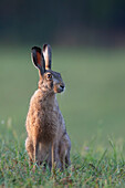  European hare, Lepus europaeus, in a meadow, Scania Province, Sweden 