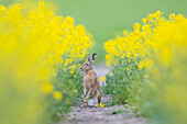  European hare, Lepus europaeus, in a rapeseed field, Schleswig-Holstein, Germany 