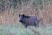  Wild boar, Sus scrofa, roaming a meadow, Schleswig-Holstein, Germany 